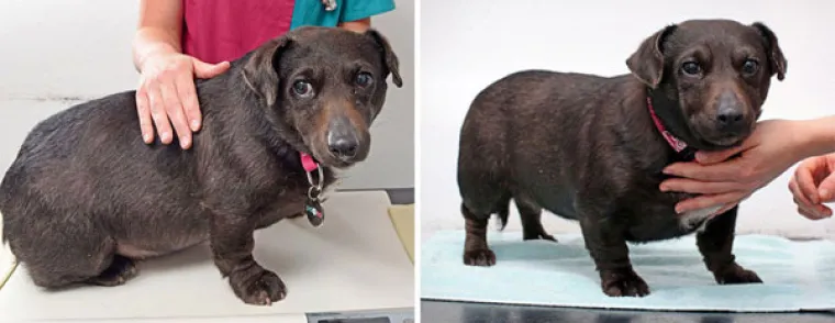 Kako netko može dopustiti da mu se ljubimci ovako neprirodno ugoje?