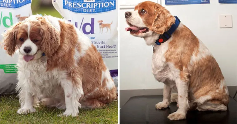 Kako netko može dopustiti da mu se ljubimci ovako neprirodno ugoje?