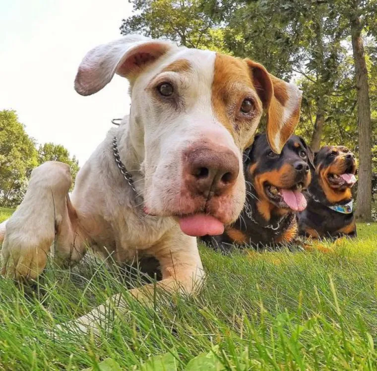 Slavna nju&scaron;ka: kad se mačak 'navuče' na selfieje, ni jedan celebrity mu nije ni do repa!
