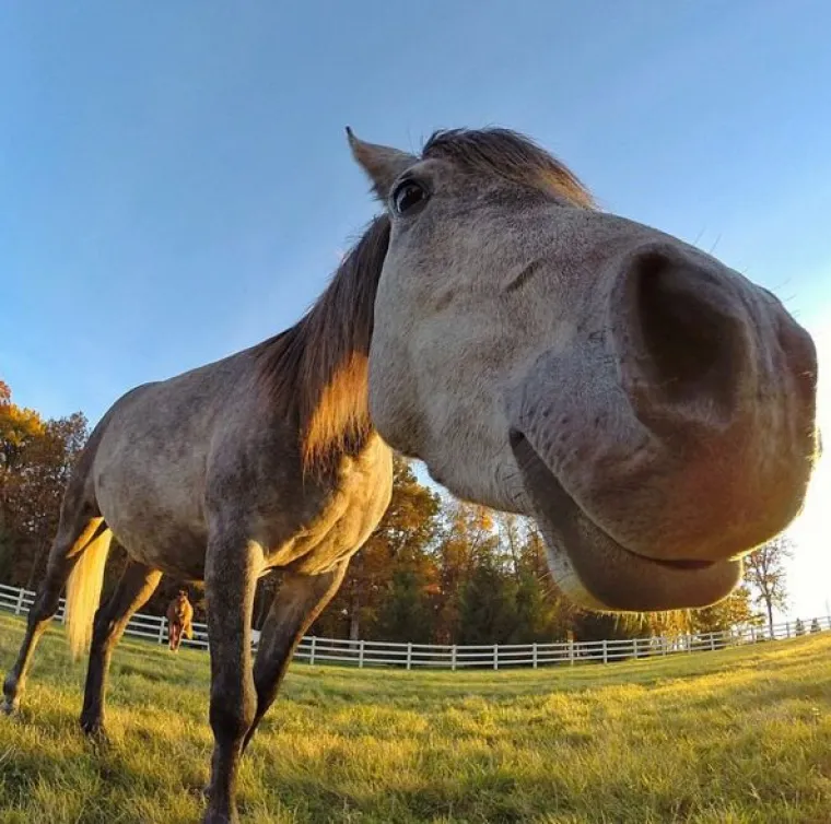 Slavna nju&scaron;ka: kad se mačak 'navuče' na selfieje, ni jedan celebrity mu nije ni do repa!