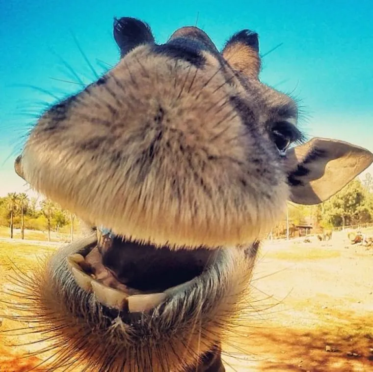 Slavna nju&scaron;ka: kad se mačak 'navuče' na selfieje, ni jedan celebrity mu nije ni do repa!