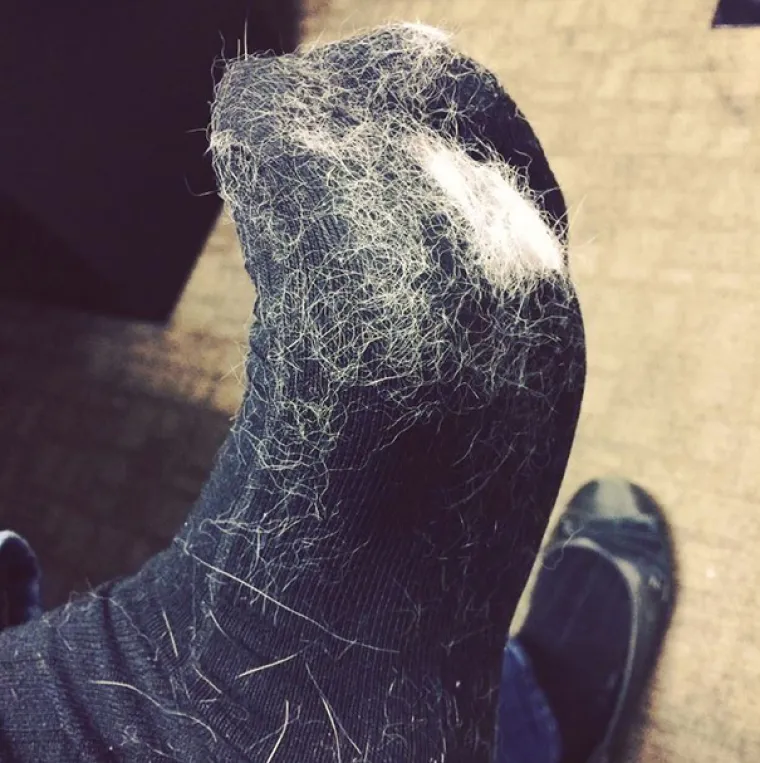 Prije nego &scaron;to naivno nabavite kućnog ljubimca, dobro pogledate ove slike