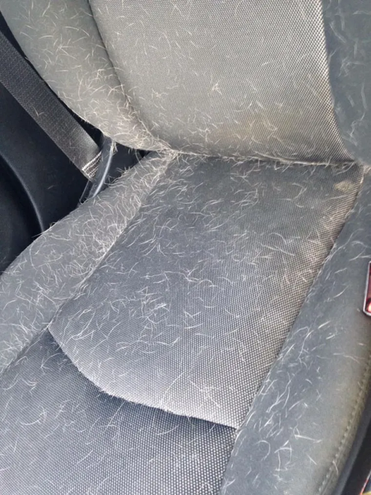 Prije nego &scaron;to naivno nabavite kućnog ljubimca, dobro pogledate ove slike