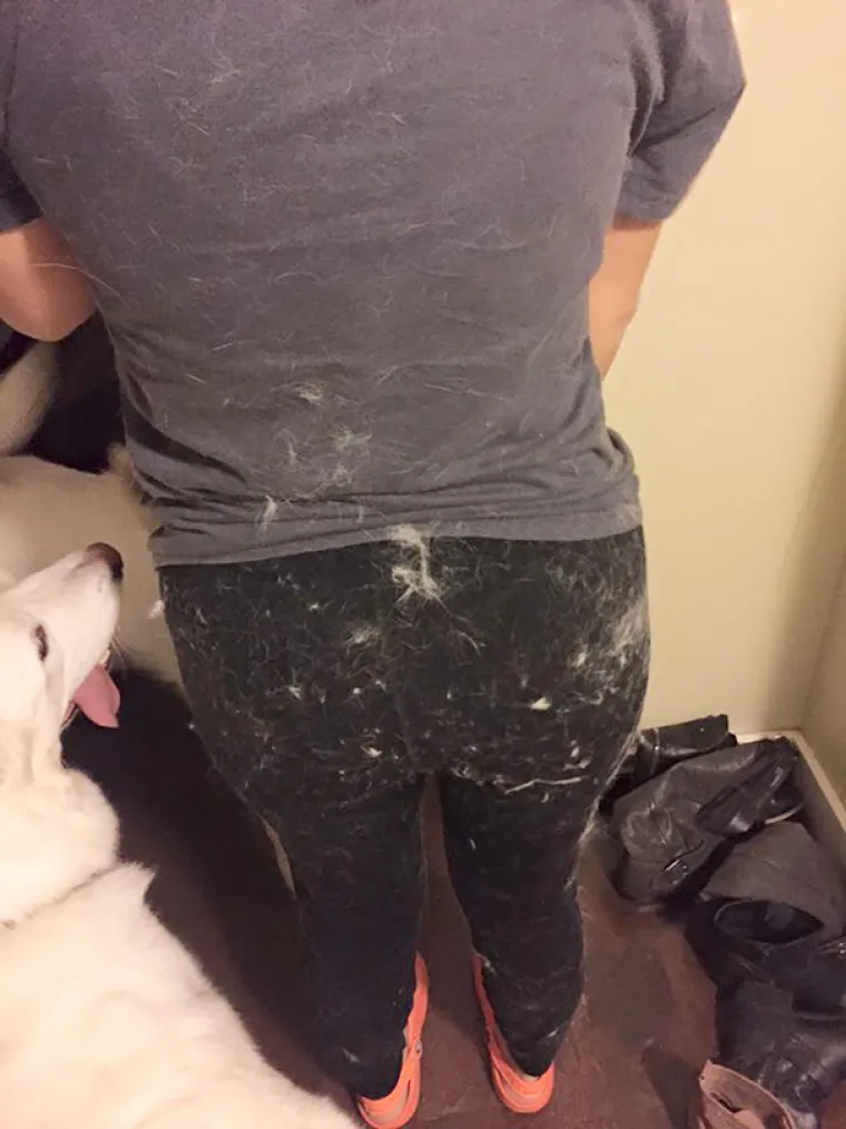 Prije nego &scaron;to naivno nabavite kućnog ljubimca, dobro pogledate ove slike