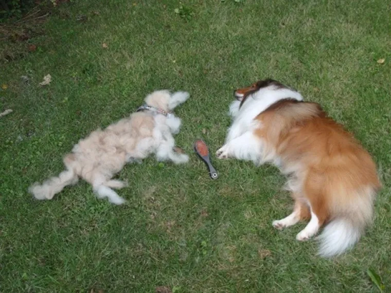 Prije nego &scaron;to naivno nabavite kućnog ljubimca, dobro pogledate ove slike