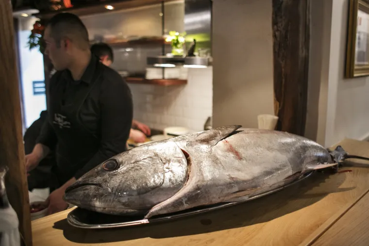 OTVORENJE NOVOUREĐENOG RESTORANA "BOTA ŠARE" I OYSTER&amp;SUSHI BARA "BOTA"