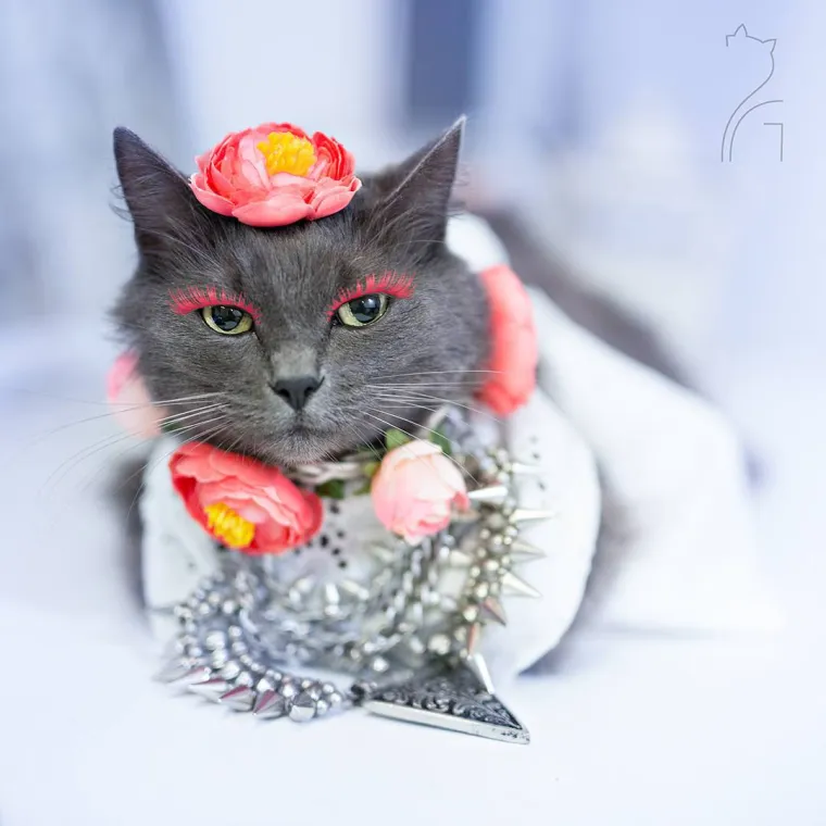 Spasio mački život, no ona proživljava sudbinu goru od tisuću polaganih smrti