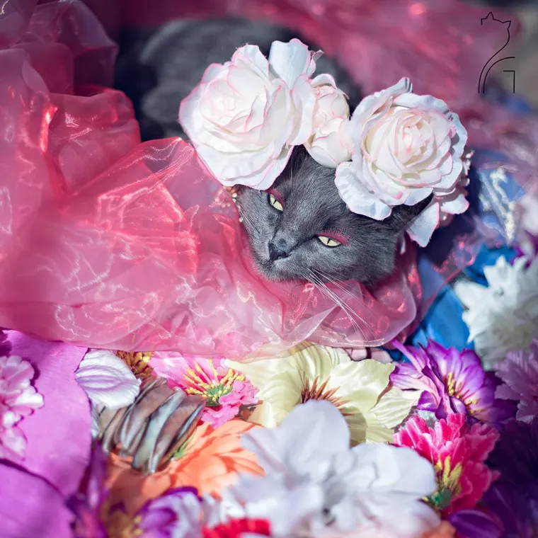 Spasio mački život, no ona proživljava sudbinu goru od tisuću polaganih smrti