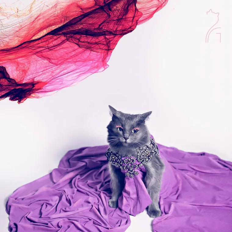 Spasio mački život, no ona proživljava sudbinu goru od tisuću polaganih smrti