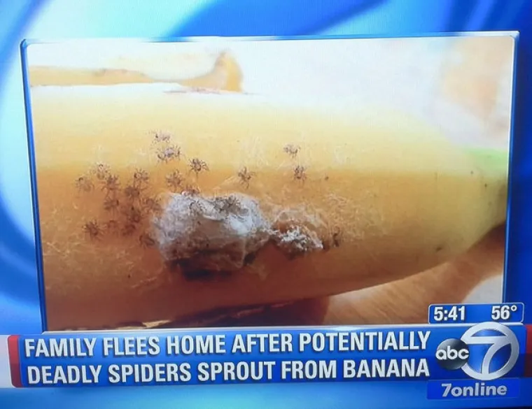 Ok, bježite iz kuće dok vas ne pojedu smrtonosni pauci iz banane!