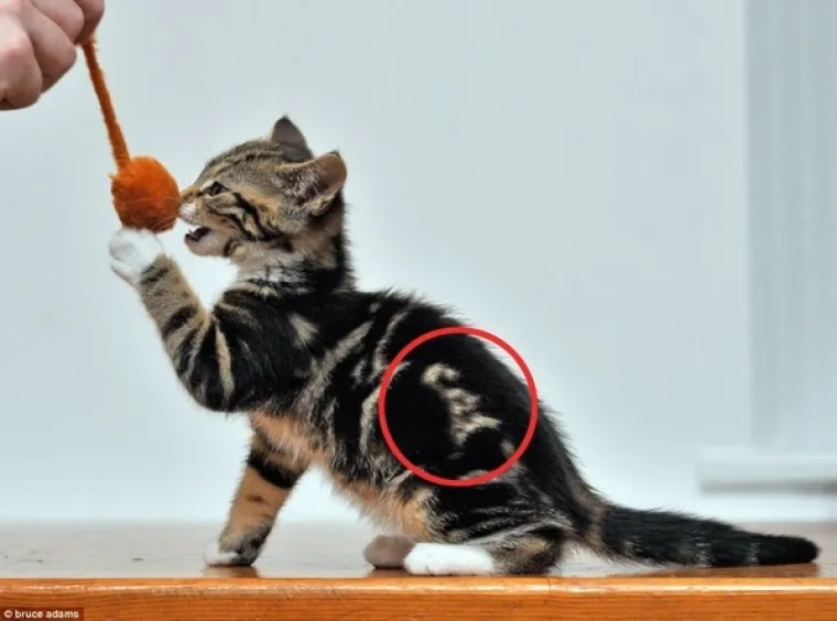 Doista pi&scaron;e, c a t...