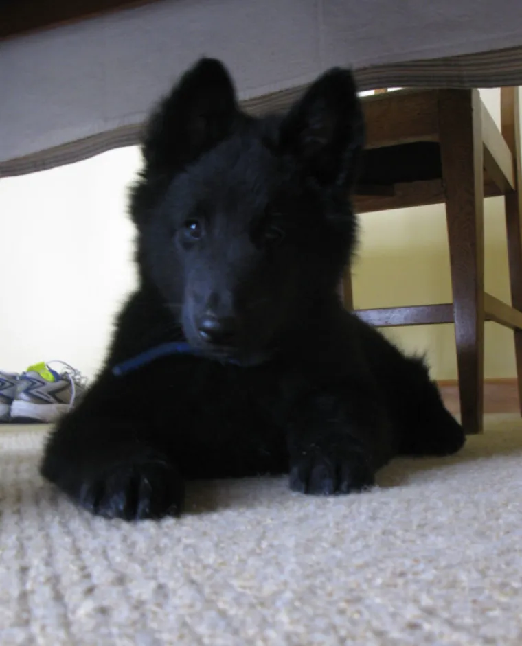 Da nije možda usvojio malog medvjeda?