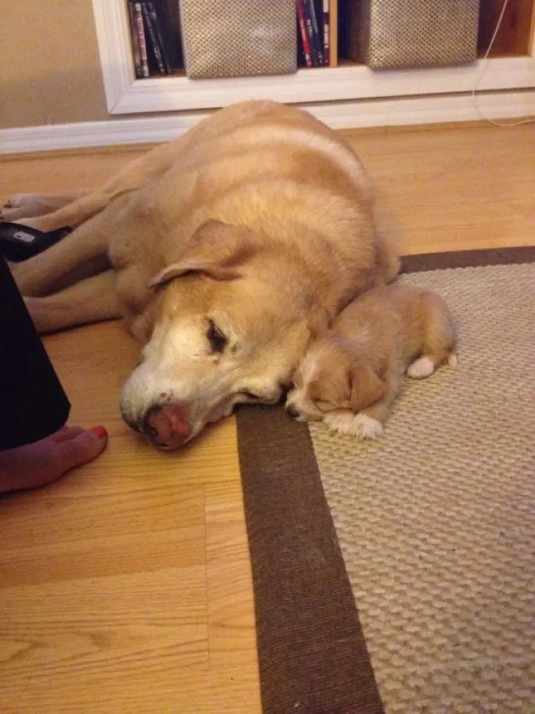 PREKRASNE PRIČE U SLICI: Ovu su 23 najslađa ljubimca spa&scaron;ena ih prihvatili&scaron;ta