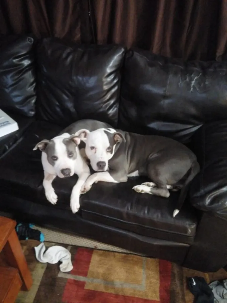 Neki ljubimci zavr&scaron;e u prihvatili&scaron;tu samo zbog "pogre&scaron;nog" križanja roditelja