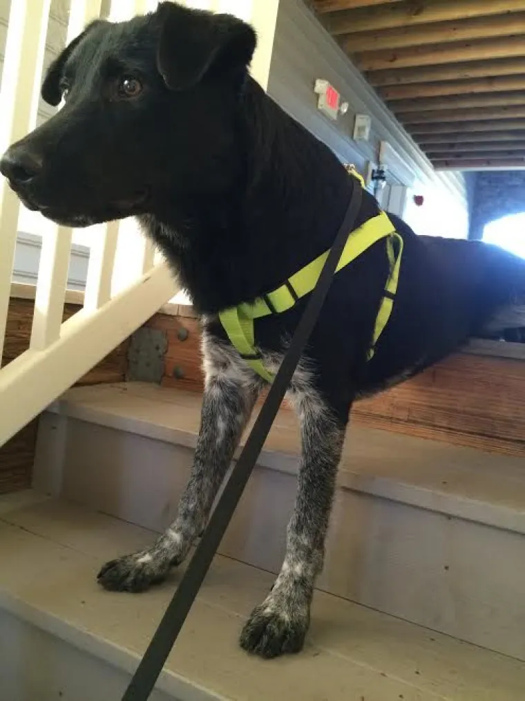 Gdje neće možda odmah savladati sve prepreke... poput stepenica.