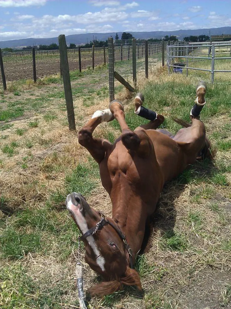 Ne usvajaju se samo mala, slatka, dlakava bića