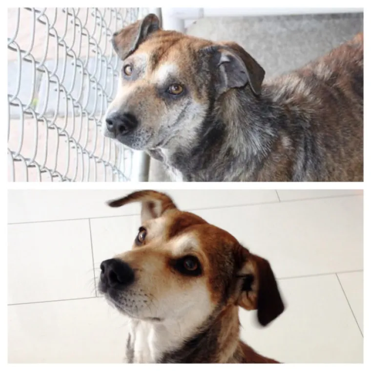 Neka vas ne brine njihov izgled na prvu. Nakon &scaron;ampona i četkanja prave boje dođu do punog izražaja