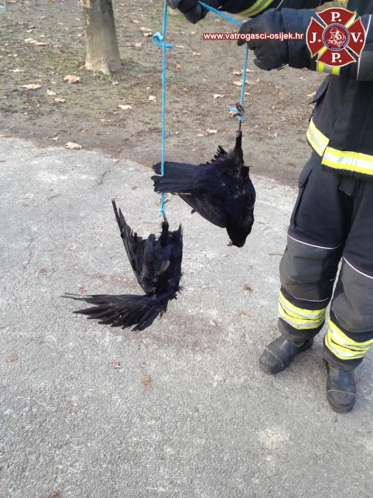 Pripadnici Javne vatrogasne postrojbe skinuli su mrtve ptice sa stabala prije nego što su ih vidjela djeca.