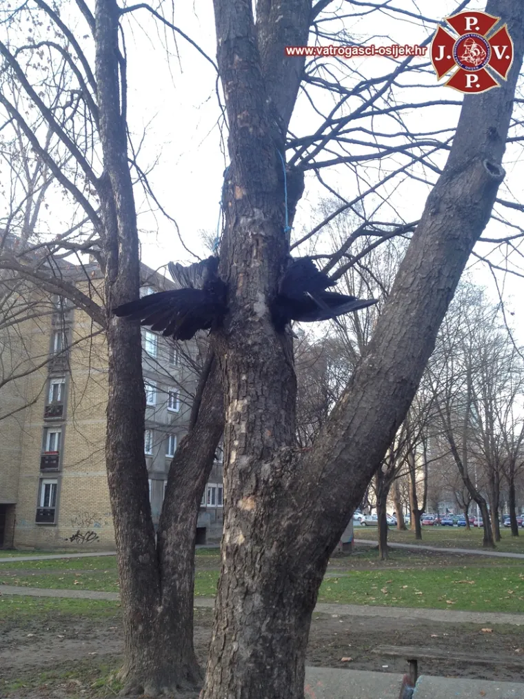 Mrtve ptice vezane konopcima objesio je na stabla.