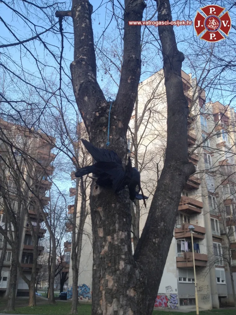 Da jezivi prizor ne bi sablaznio mališane, stanari su u pomoć pozvali vatrogasce.