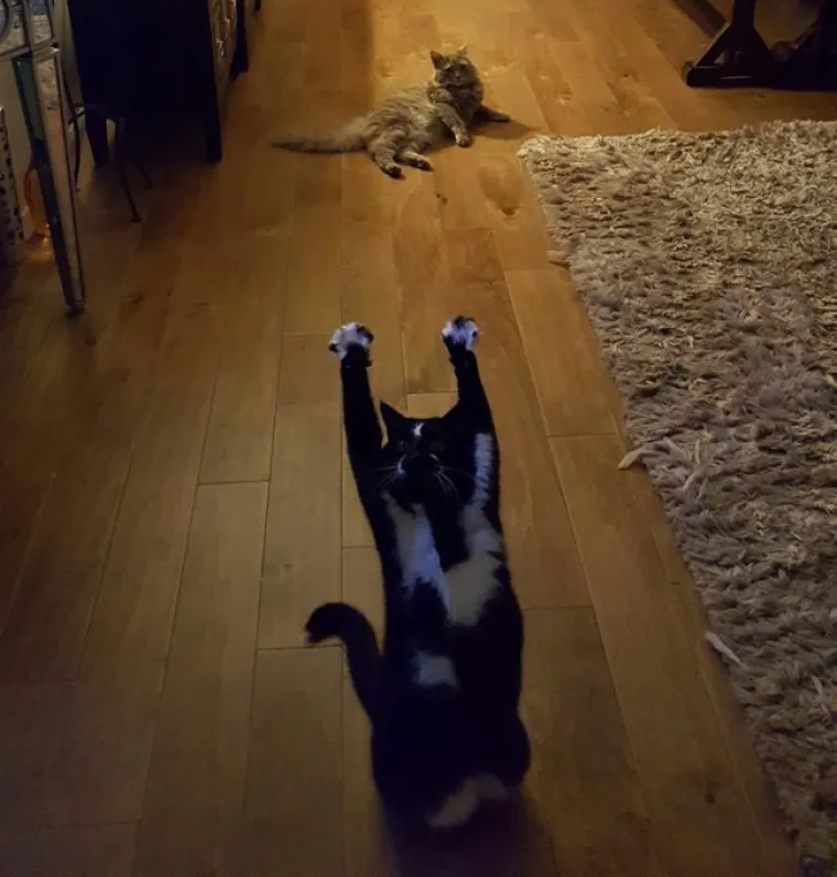 RUKE GORE! Mačka postala svjetski poznata jer svaki put kad vidi vlasnika radi istu stvar