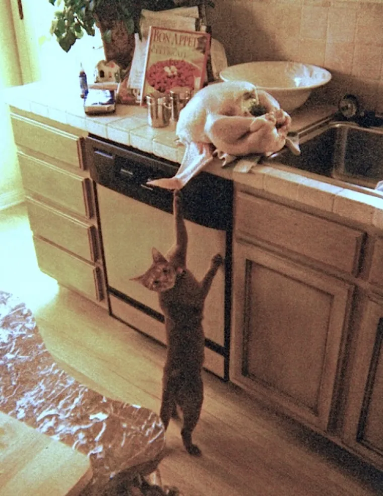 Ljubimci su spremni napraviti nered kataklizmičkih razmjera. No, kako im možete zamjeriti kada su tako slatki?!  Pogledajte samo ta li&scaron;ca...