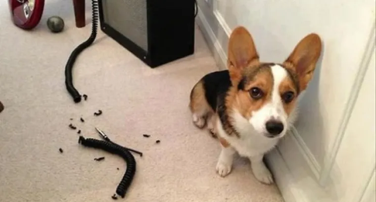 POKAJNICI: Napravili su katastrofalan nered, ali nemoguće im je zamjeriti