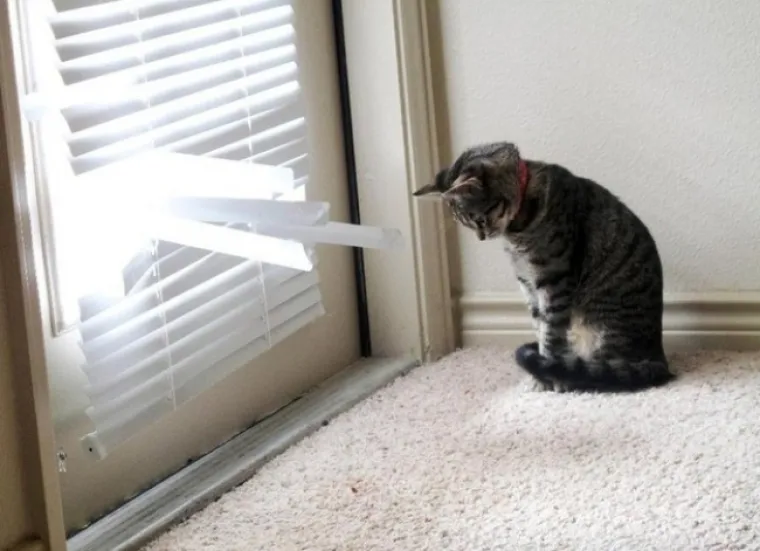 POKAJNICI: Napravili su katastrofalan nered, ali nemoguće im je zamjeriti