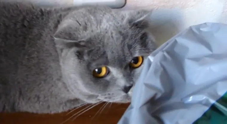 POKAJNICI: Napravili su katastrofalan nered, ali nemoguće im je zamjeriti