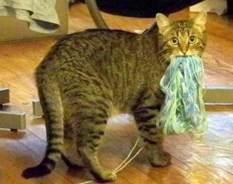 POKAJNICI: Napravili su katastrofalan nered, ali nemoguće im je zamjeriti