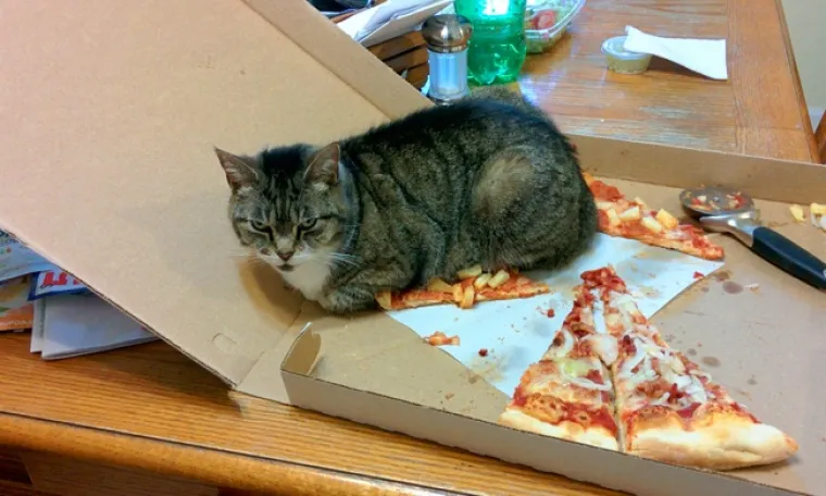 POKAJNICI: Napravili su katastrofalan nered, ali nemoguće im je zamjeriti