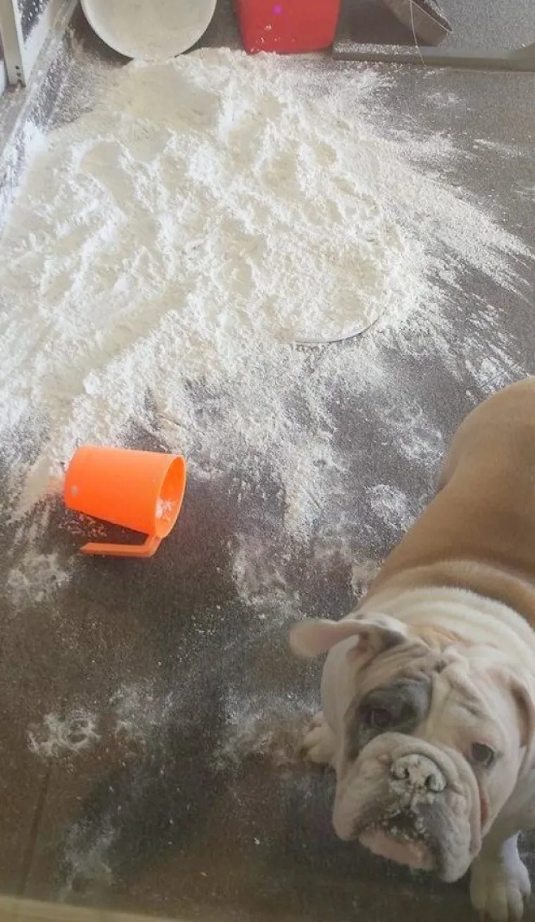 POKAJNICI: Napravili su katastrofalan nered, ali nemoguće im je zamjeriti