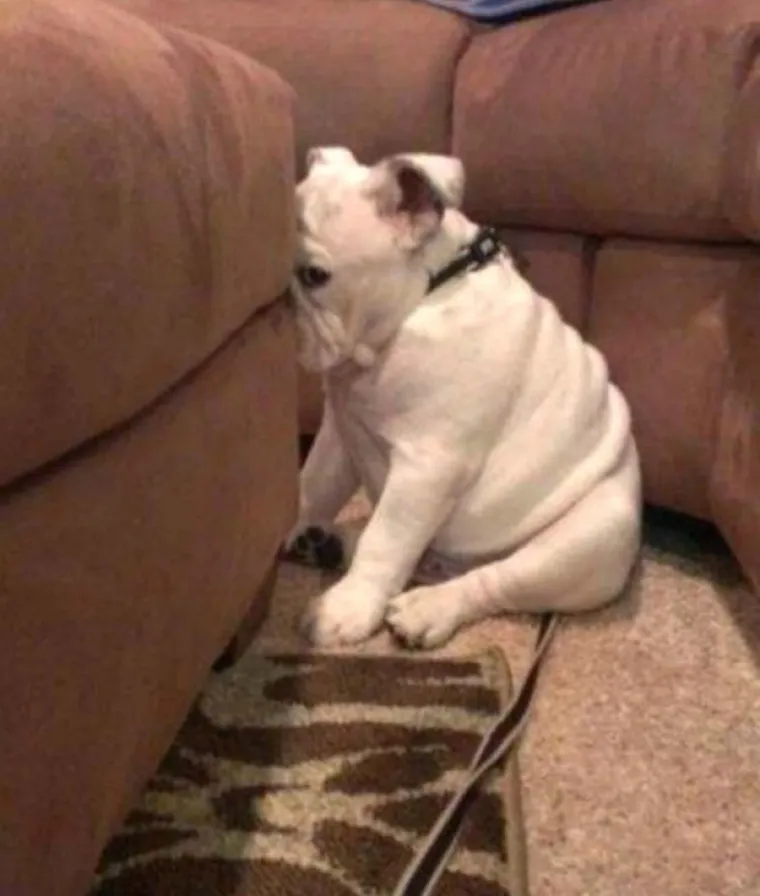 POKAJNICI: Napravili su katastrofalan nered, ali nemoguće im je zamjeriti