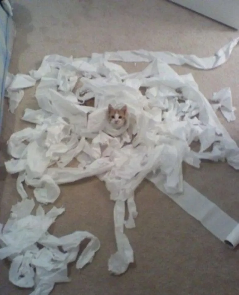 POKAJNICI: Napravili su katastrofalan nered, ali nemoguće im je zamjeriti