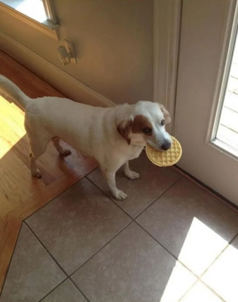 POKAJNICI: Napravili su katastrofalan nered, ali nemoguće im je zamjeriti