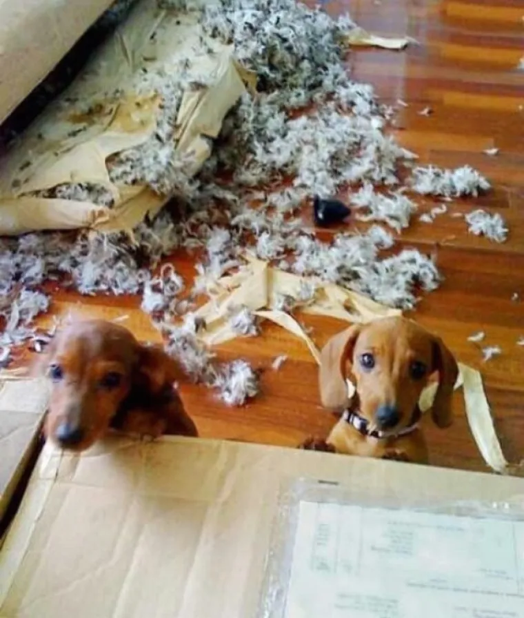 POKAJNICI: Napravili su katastrofalan nered, ali nemoguće im je zamjeriti