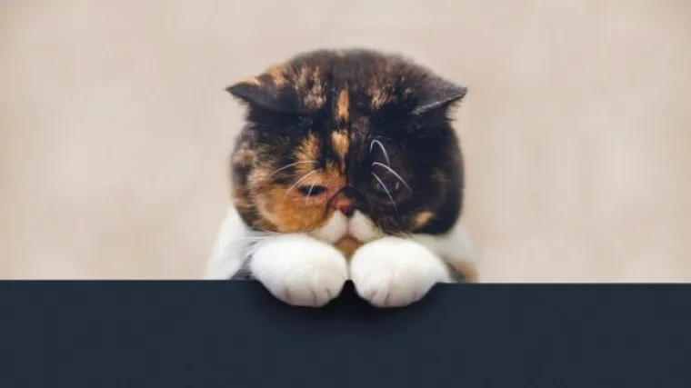 POKAJNICI: Napravili su katastrofalan nered, ali nemoguće im je zamjeriti