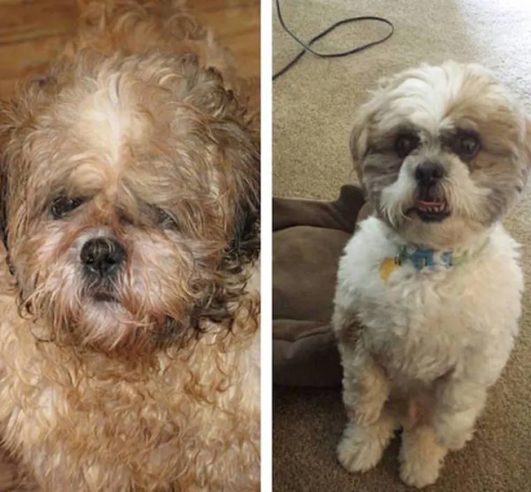 Stvarno je tužno &scaron;to sve ljudi mogu napraviti životinjama, no zato postoje oni dobrotvori koji su spremni posvojiti ranjene životinje i osigurati im put do oporavka. Neke od takvih ljubimaca, koji su se dramatično preobrazili od stanja u kojem su pronađeni, svakako pogledajte u galeriji.