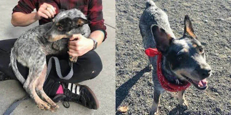 NAJGORE I NAJBOLJE OD LJUDI: Manijaci skoro ubili ljubimce, dobrotvori im promijenili život