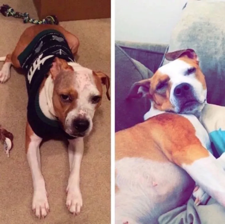 NAJGORE I NAJBOLJE OD LJUDI: Manijaci skoro ubili ljubimce, dobrotvori im promijenili život