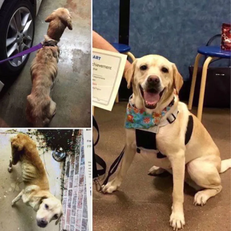 NAJGORE I NAJBOLJE OD LJUDI: Manijaci skoro ubili ljubimce, dobrotvori im promijenili život