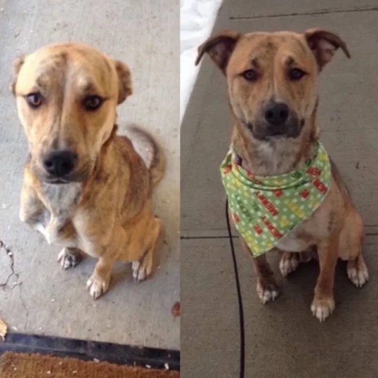 NAJGORE I NAJBOLJE OD LJUDI: Manijaci skoro ubili ljubimce, dobrotvori im promijenili život