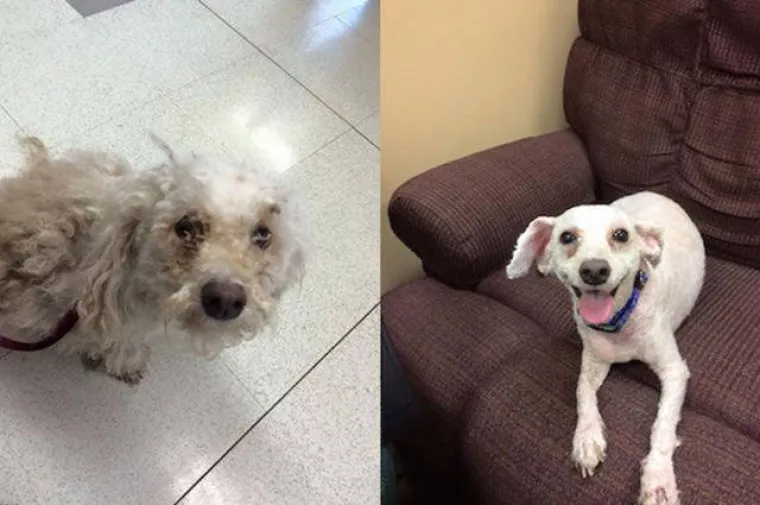 NAJGORE I NAJBOLJE OD LJUDI: Manijaci skoro ubili ljubimce, dobrotvori im promijenili život