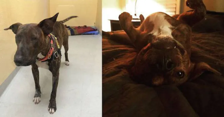 NAJGORE I NAJBOLJE OD LJUDI: Manijaci skoro ubili ljubimce, dobrotvori im promijenili život