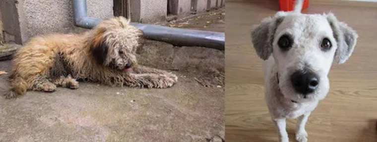 NAJGORE I NAJBOLJE OD LJUDI: Manijaci skoro ubili ljubimce, dobrotvori im promijenili život