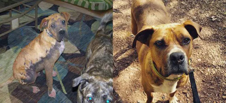 NAJGORE I NAJBOLJE OD LJUDI: Manijaci skoro ubili ljubimce, dobrotvori im promijenili život