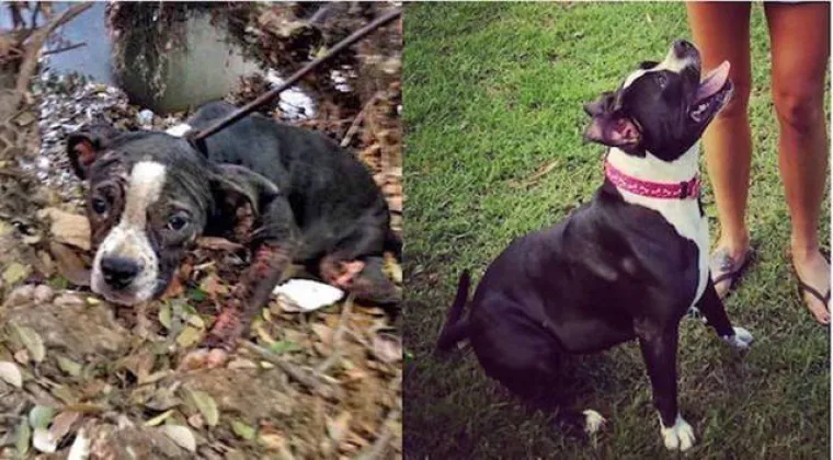 NAJGORE I NAJBOLJE OD LJUDI: Manijaci skoro ubili ljubimce, dobrotvori im promijenili život