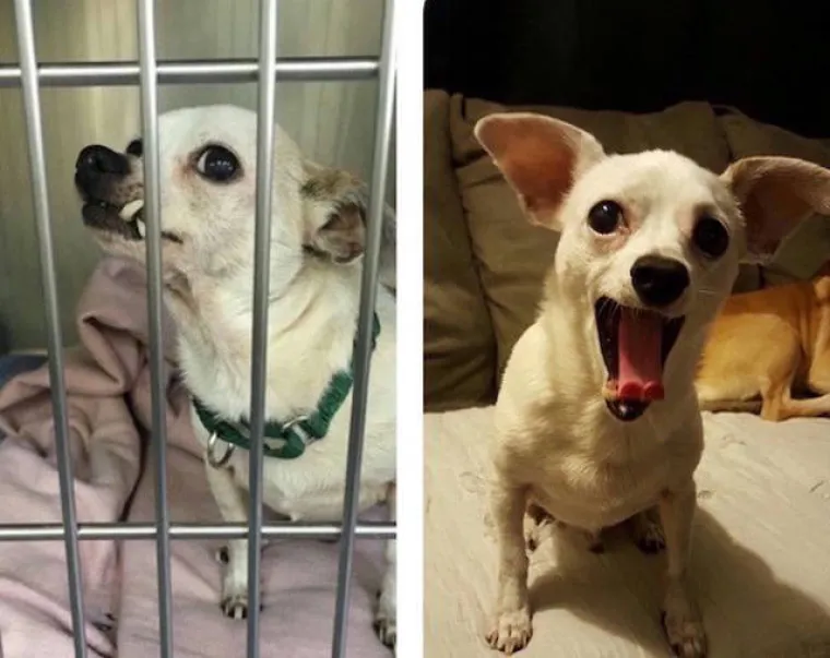 NAJGORE I NAJBOLJE OD LJUDI: Manijaci skoro ubili ljubimce, dobrotvori im promijenili život