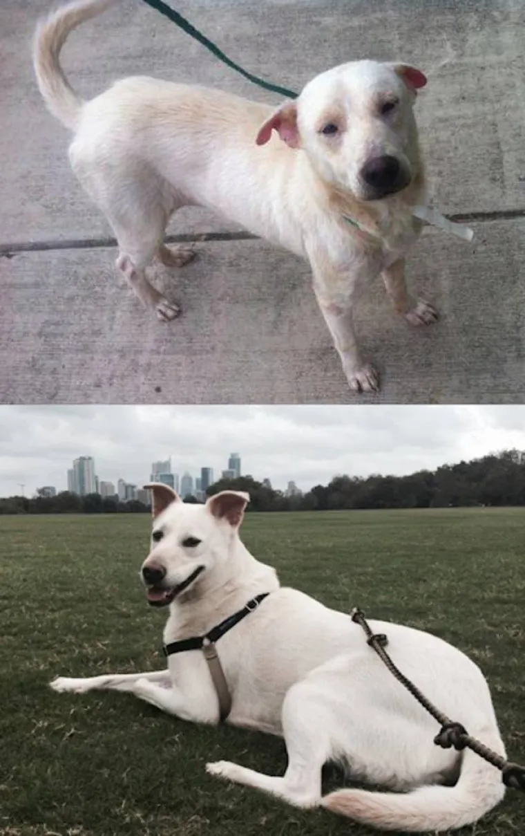 NAJGORE I NAJBOLJE OD LJUDI: Manijaci skoro ubili ljubimce, dobrotvori im promijenili život