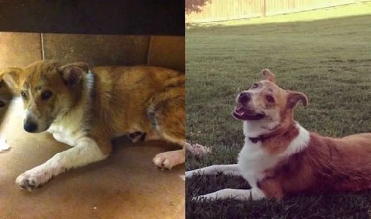 NAJGORE I NAJBOLJE OD LJUDI: Manijaci skoro ubili ljubimce, dobrotvori im promijenili život